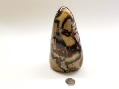 septarian polie