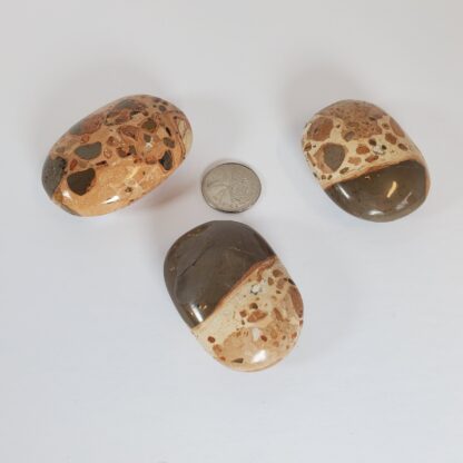 jaspe leopard