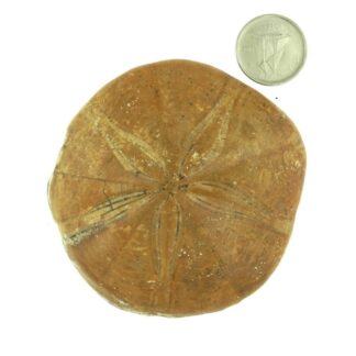 dollar de sable (oursin)
