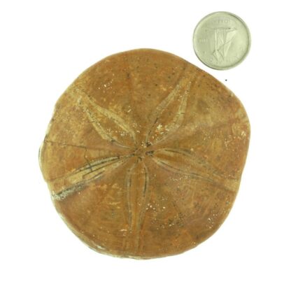 dollar de sable (oursin)