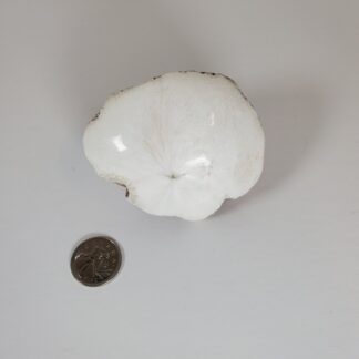 scolecite