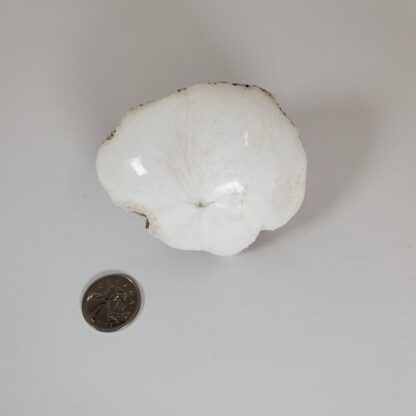 scolecite