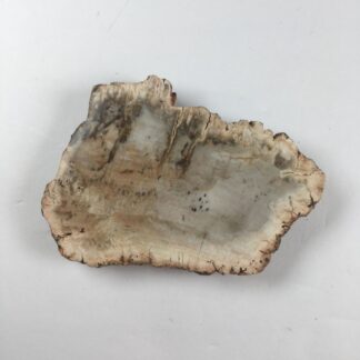Bois pétrifié