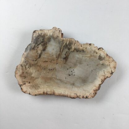 Bois pétrifié