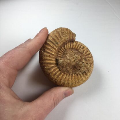 Ammonite brute