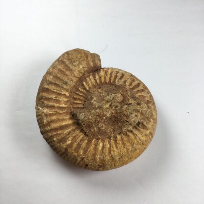 Ammonite brute