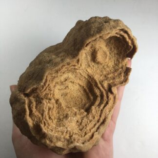 Stromatolite
