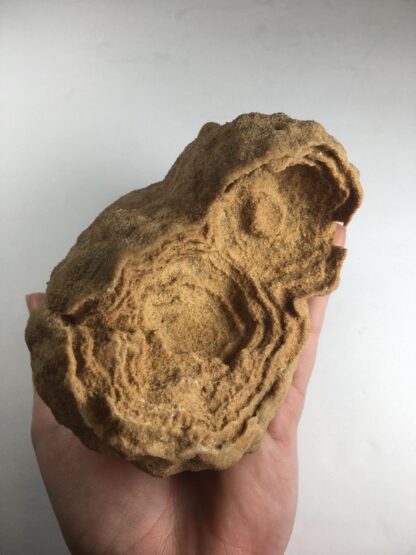 Stromatolite