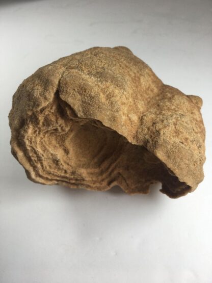 Stromatolite brute