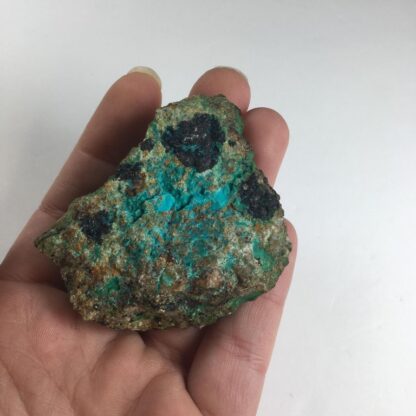Chrysocolle brute