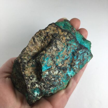 Chrysocolle brute