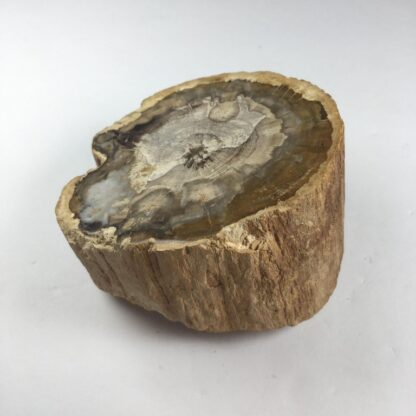 Bois pétrifié
