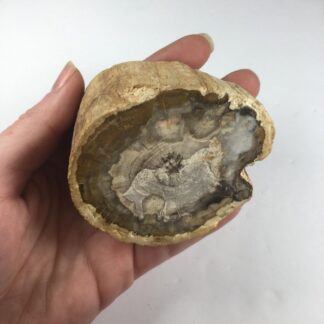 Bois pétrifié