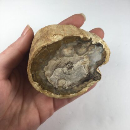 Bois pétrifié