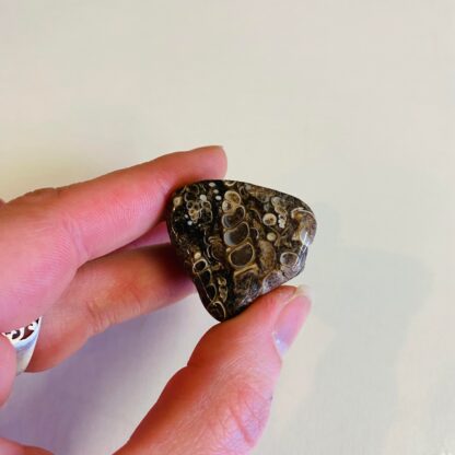 agate turitella