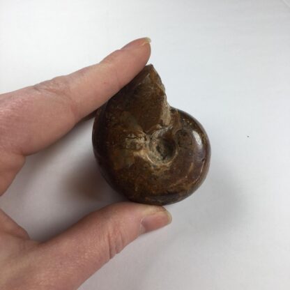 Ammonite opalescente