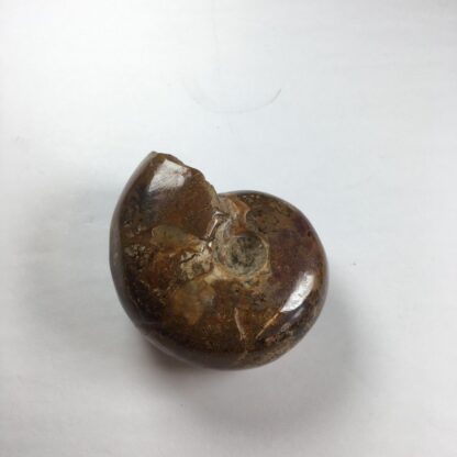 Ammonite opalescente